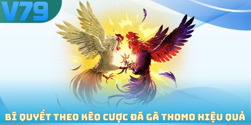 Bí quyết theo kèo cược đá gà Thomo hiệu quả
