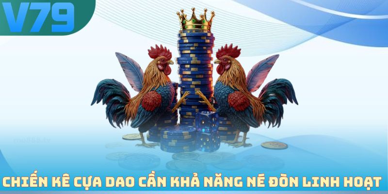 Chiến kê cựa dao cần khả năng né đòn linh hoạt