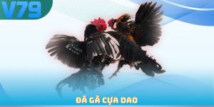 Đá gà cựa dao