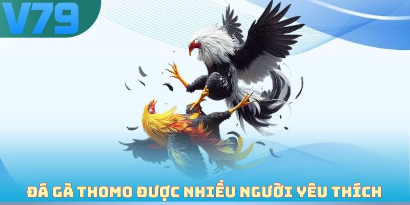 Đá gà Thomo được nhiều người yêu thích