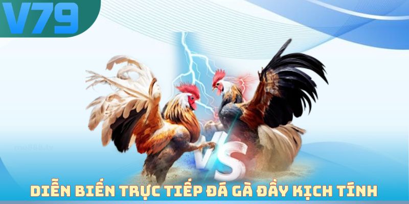 Diễn biến trực tiếp đá gà đầy kịch tính