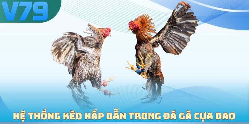 Hệ thống kèo cược hấp dẫn trong đá gà cựa dao