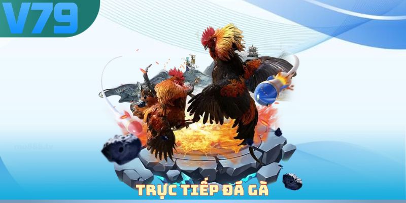 Trực tiếp đá gà